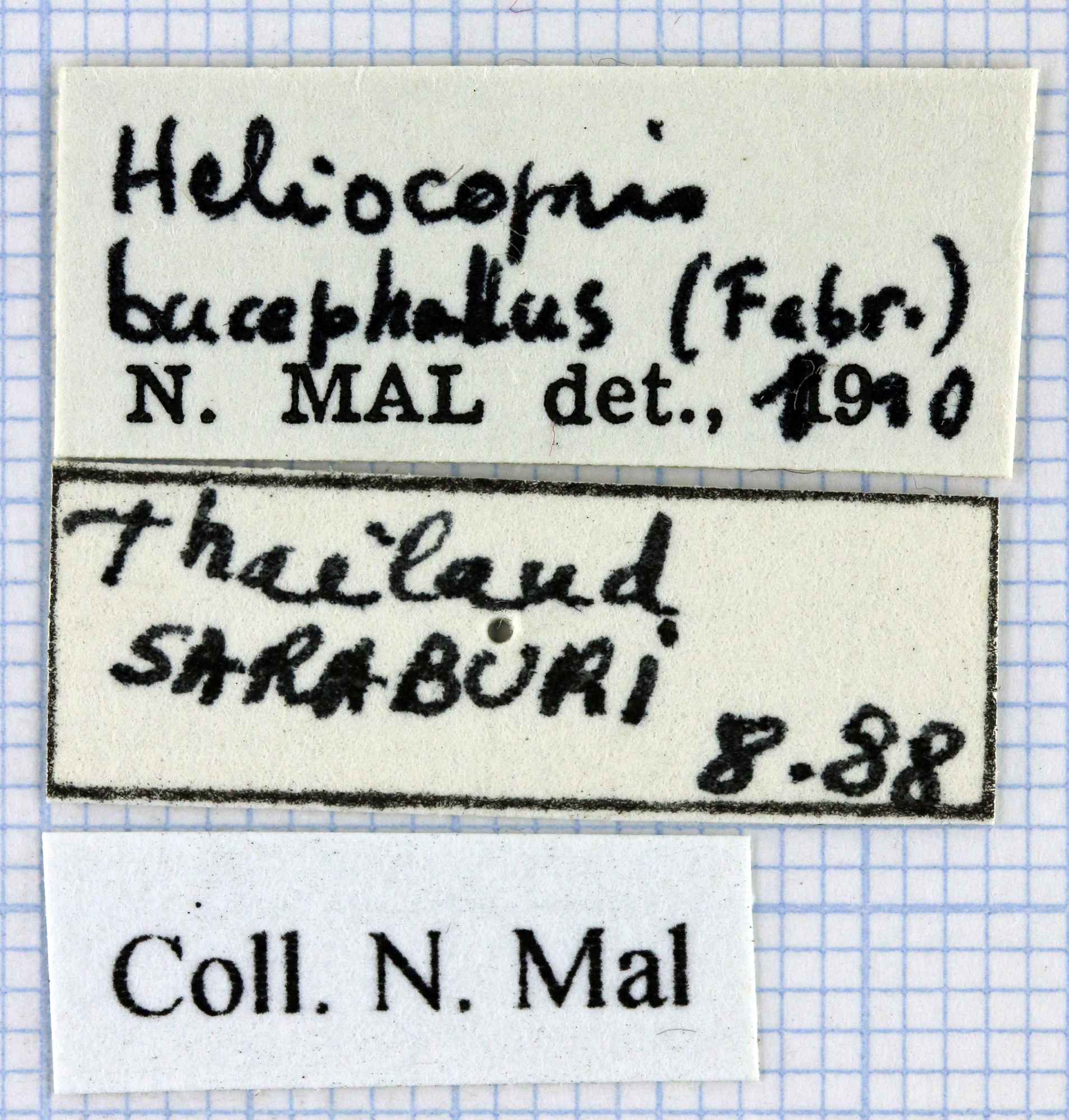 Heliocopris bucephalus 36619.jpg