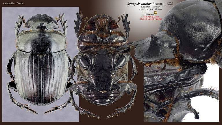 Synapsis tmolus.jpg Synapsis tmolus.jpg