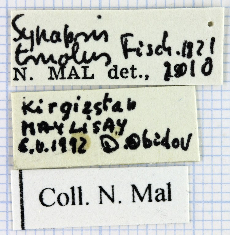 Synapsis tmolus 33947.jpg Synapsis tmolus 33947.jpg