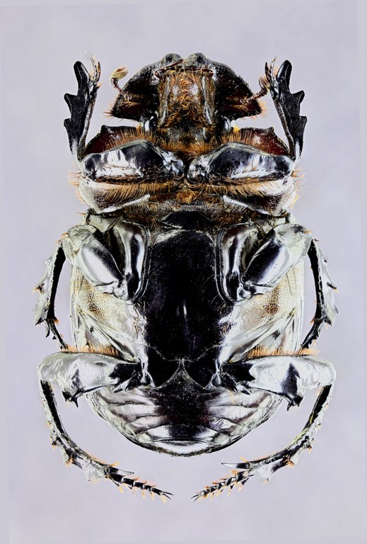 Synapsis tmolus 33948zs63.jpg Synapsis tmolus 33948zs63.jpg