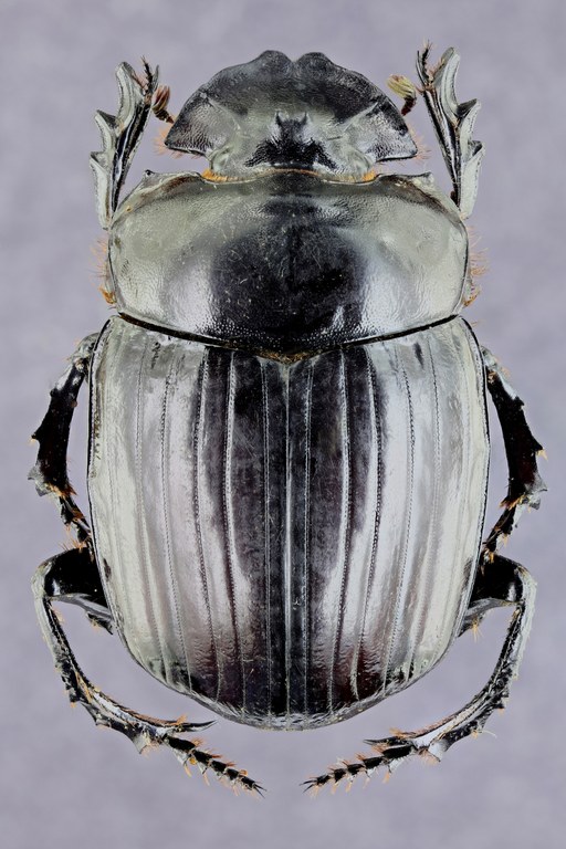 Synapsis tmolus 33948zs653.jpg Synapsis tmolus 33948zs653.jpg