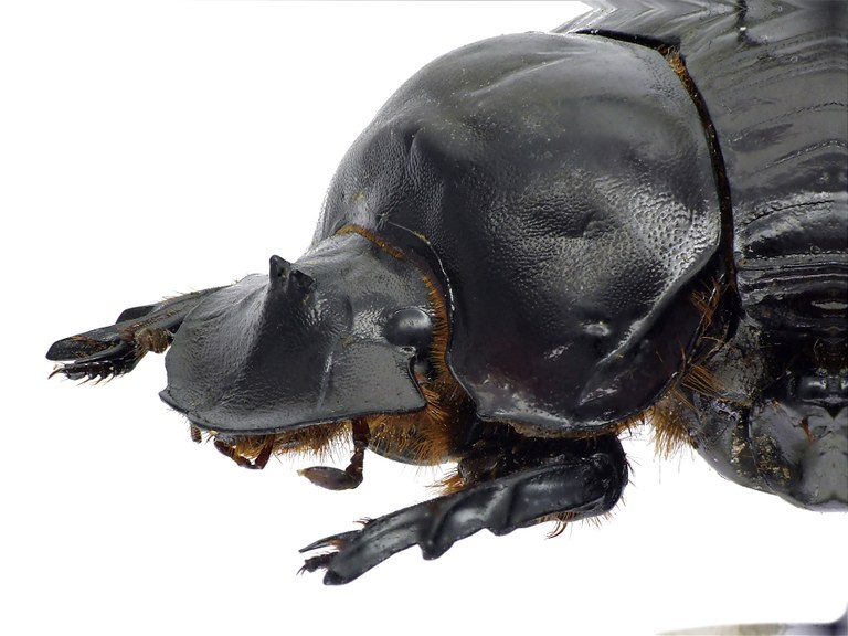 Synapsis tmolus 50880cz89.jpg Synapsis tmolus 50880cz89.jpg