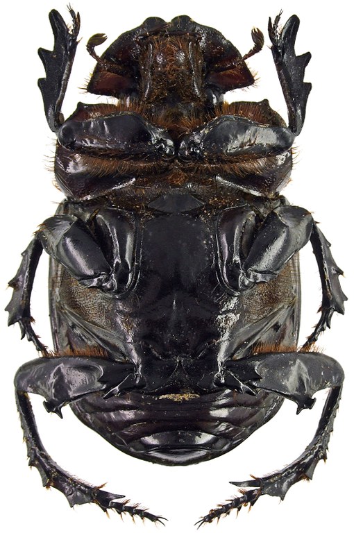 Synapsis tmolus 50902cz05.jpg Synapsis tmolus 50902cz05.jpg