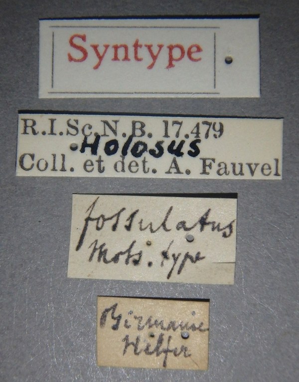 Holosus fossulatus st Lb.jpg