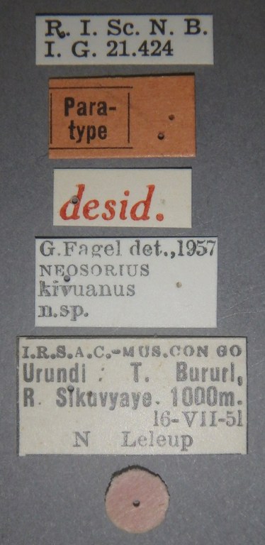 Neosorius kivuanus pt Lb.jpg
