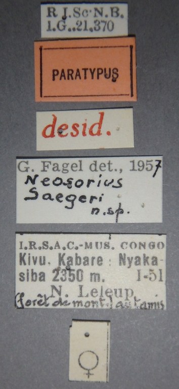 Neosorius saegeri pt Lb.jpg