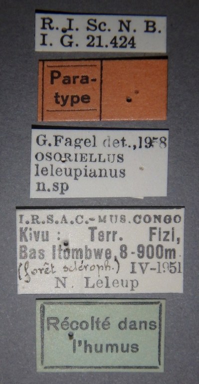 Osoriellus leleupianus pt Lb.jpg