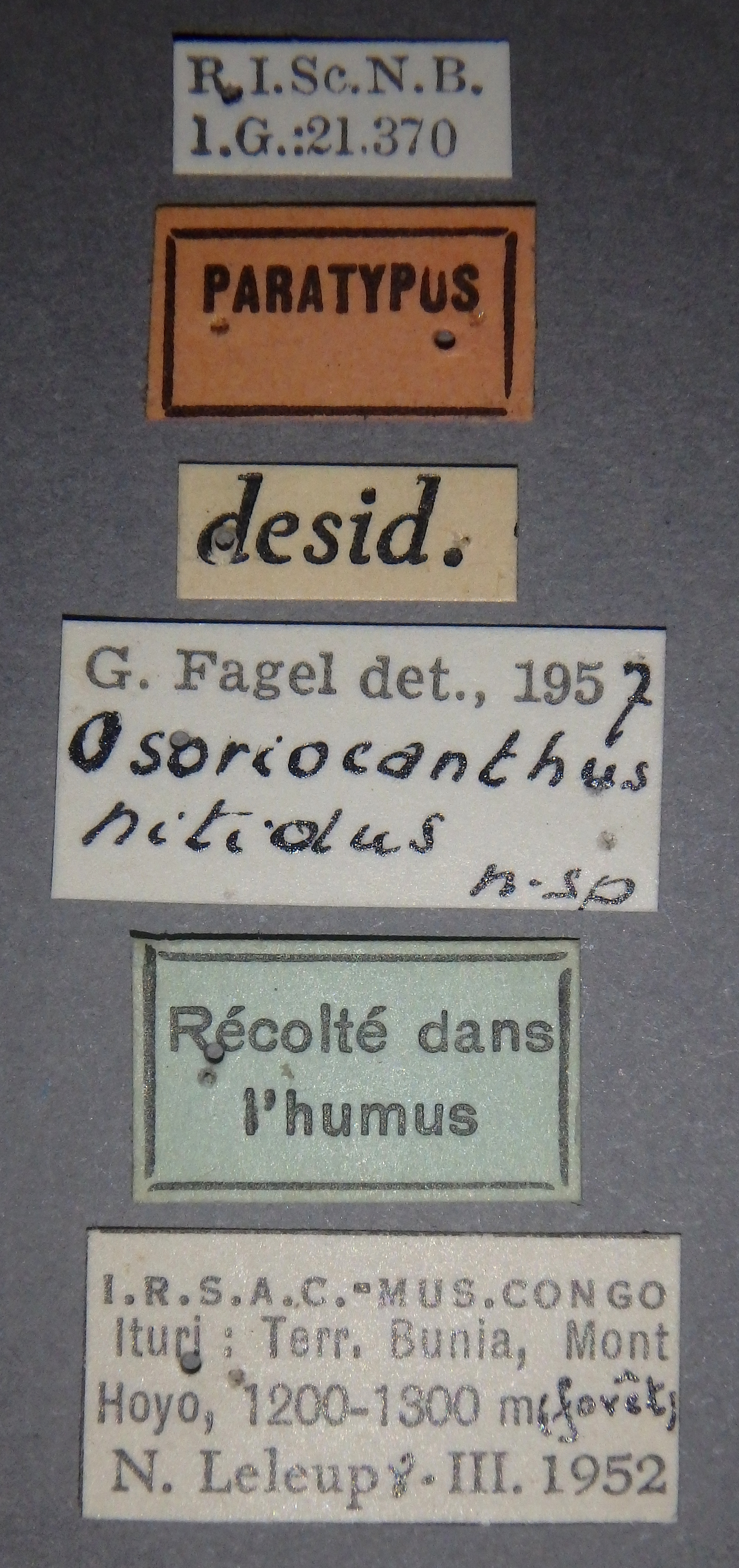 Osoriocanthus nitidus pt Lb.jpg