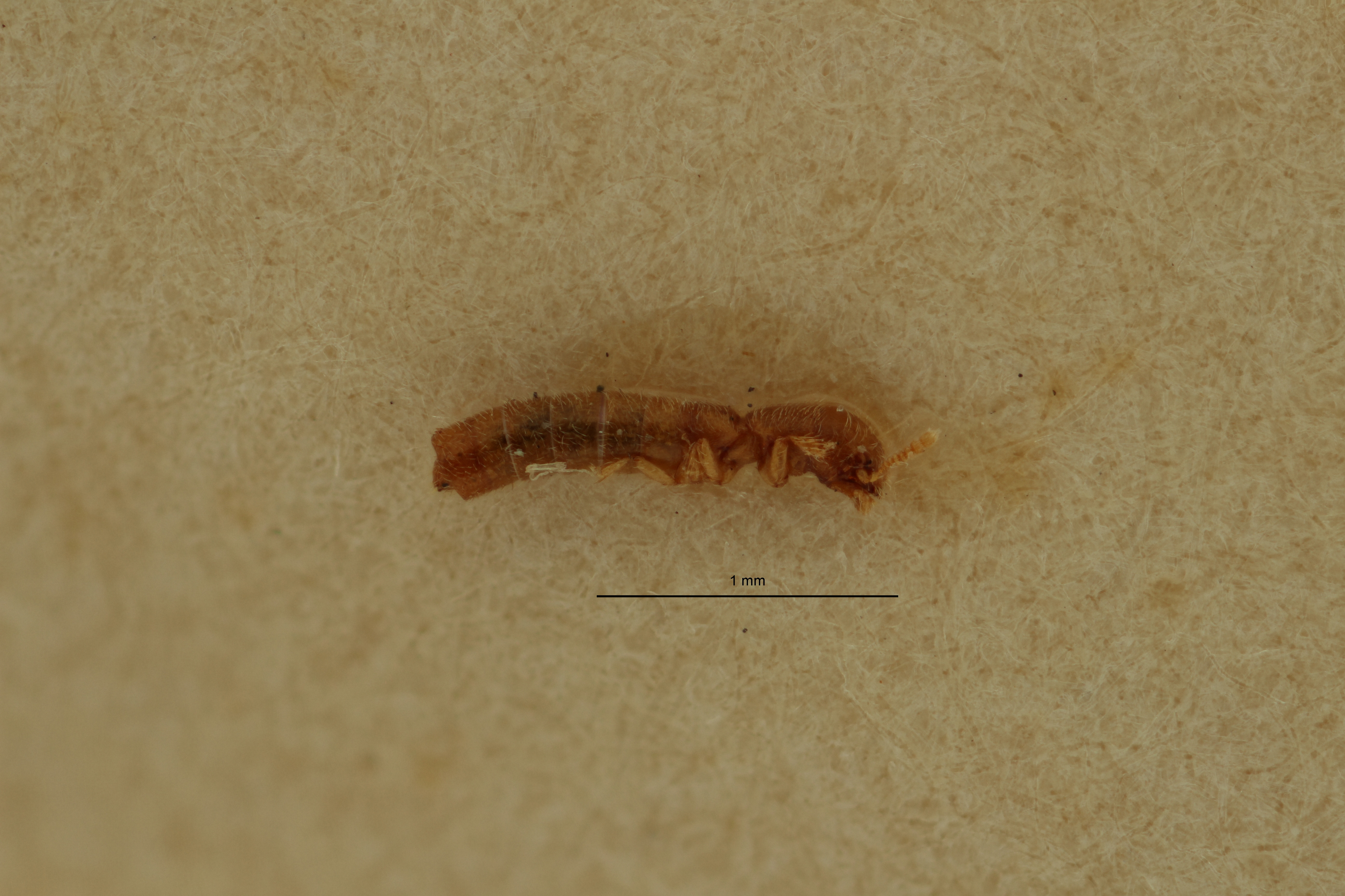 Osoriopsis pusilla pt L ZS PMax Scaled.jpeg