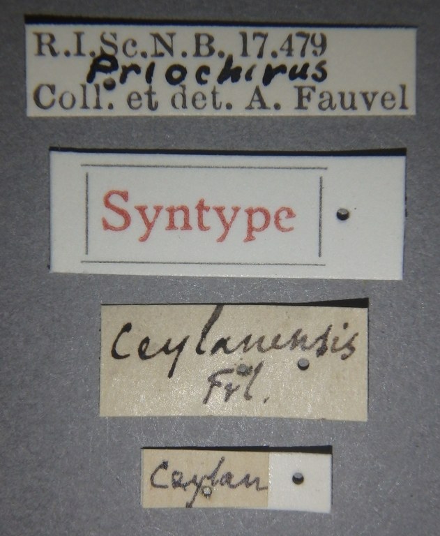 Priochirus ceylanensis st Lb.jpg