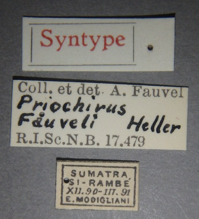 Priochirus fauveli st Lb.jpg