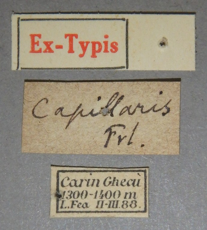 Paederus capillaris et Lb.jpg