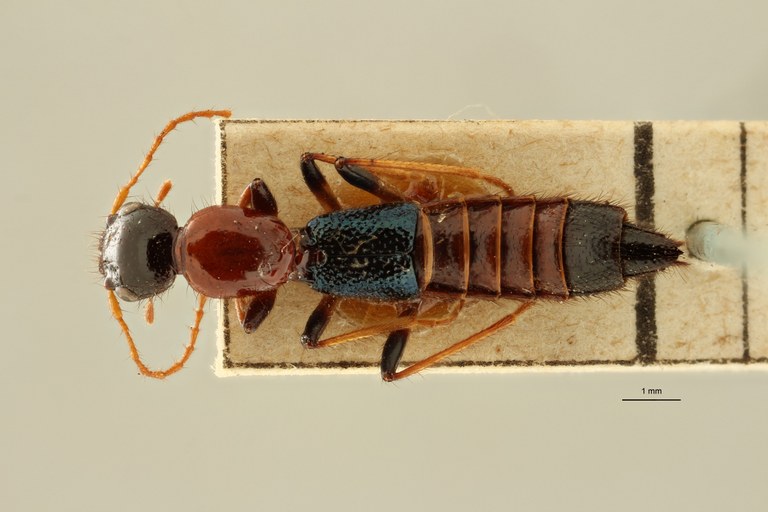 Paederus conicipennis et D ZS PMax Scaled.jpeg