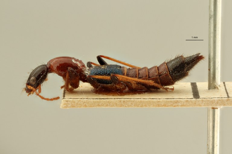 Paederus conicipennis et L ZS PMax Scaled.jpeg