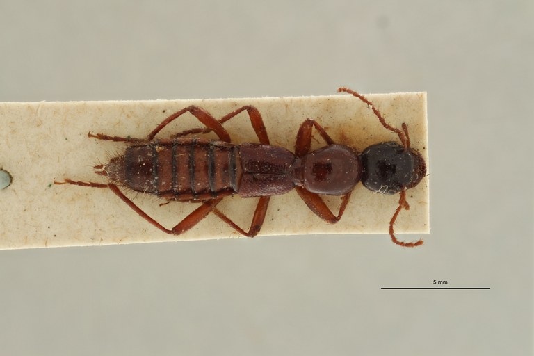 Paederus melanocephalus ex t D.jpg