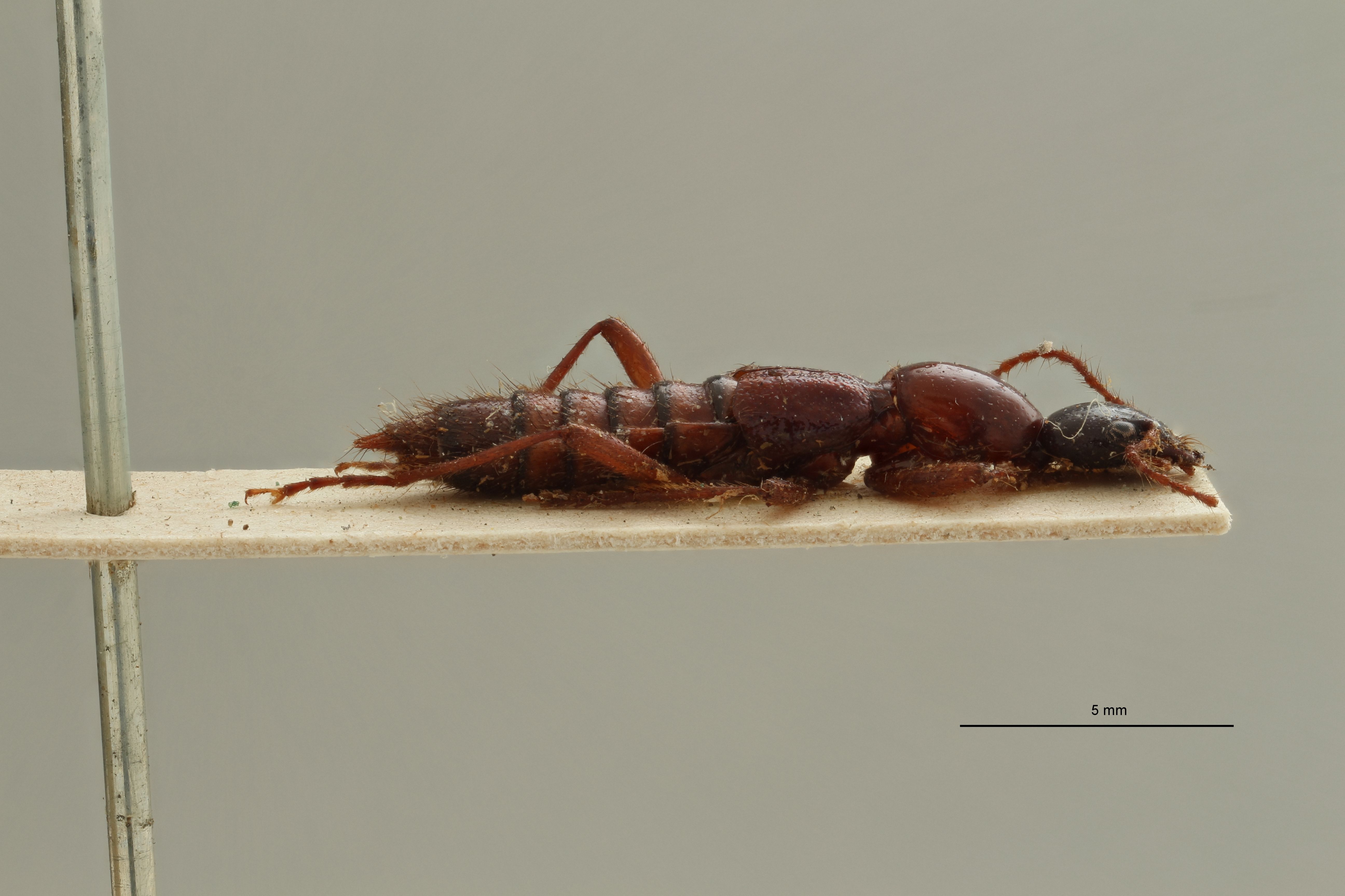 Paederus melanocephalus ex t L.jpg