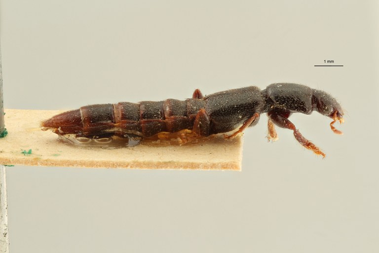 Pinophilus mesocerus t L ZS PMax Scaled.jpeg