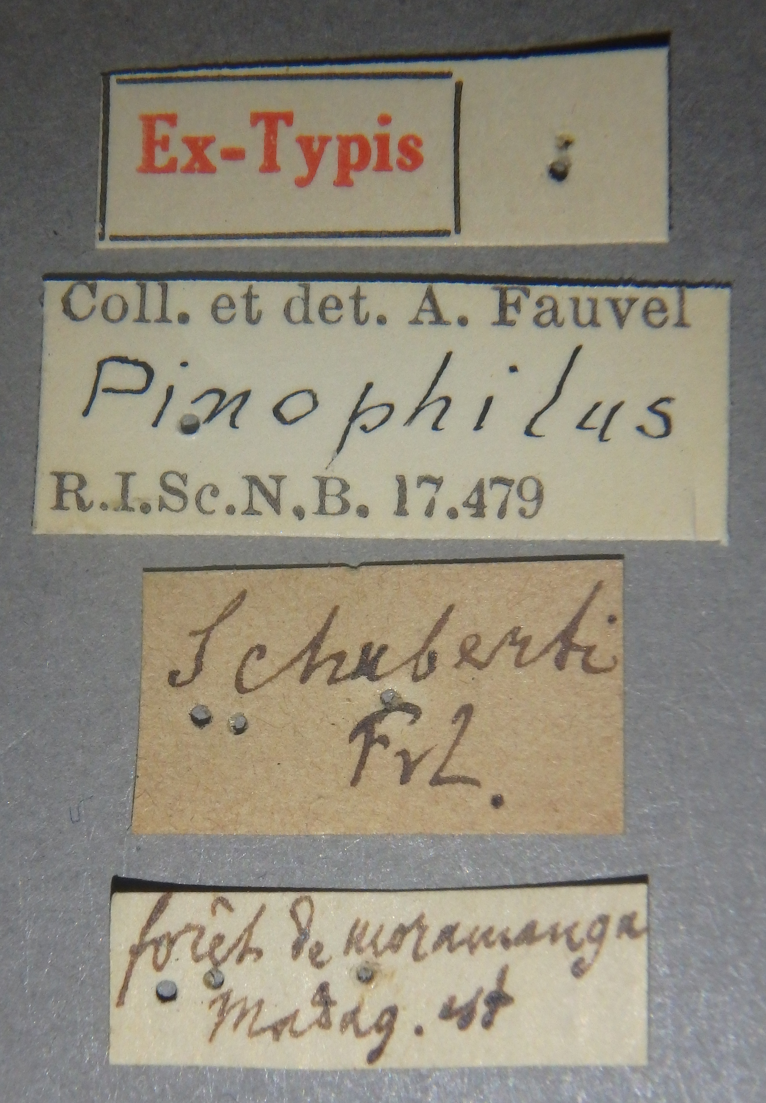 Pinophilus schuberti et Lb.jpg