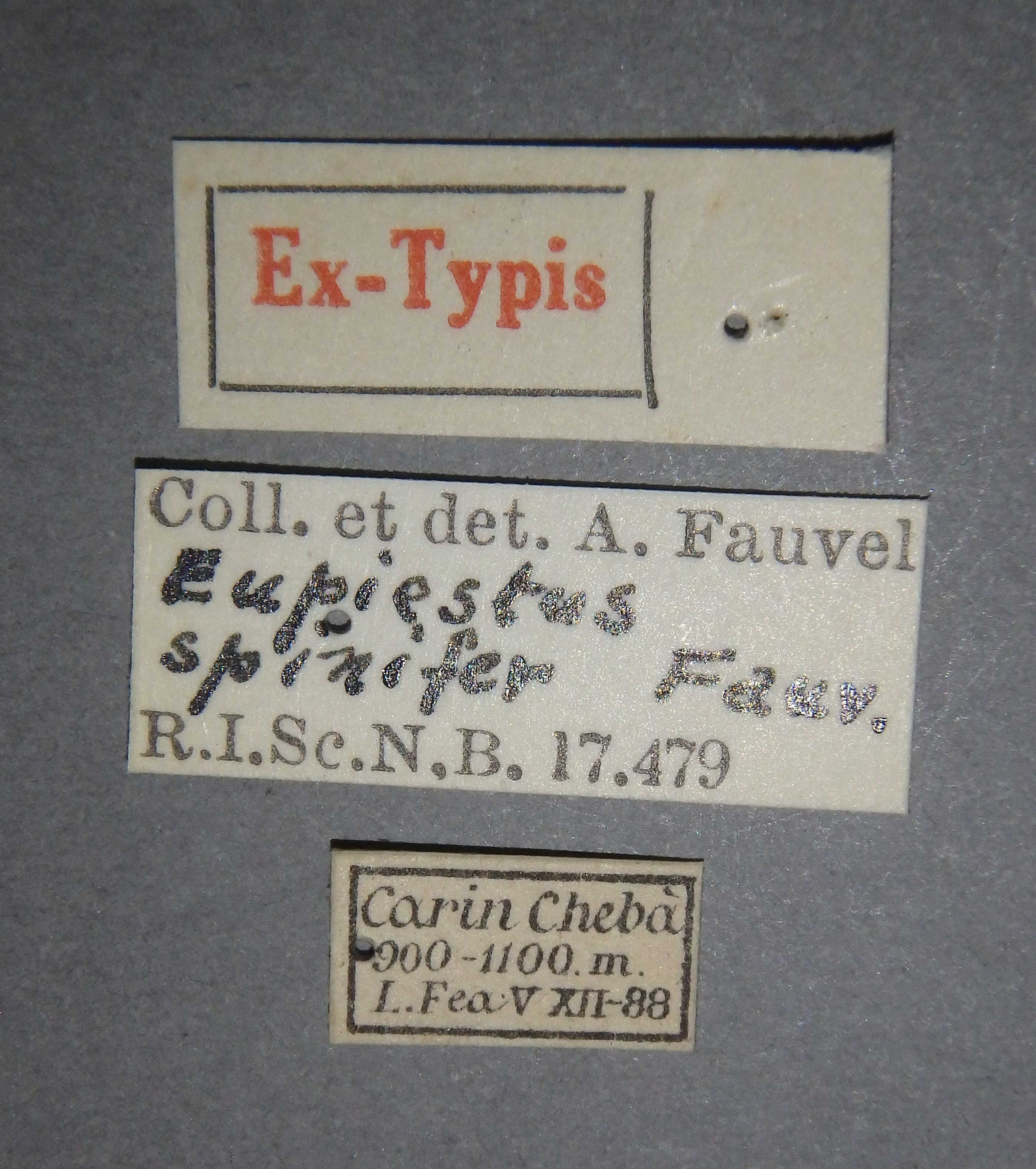 Eupiestus spinifer et Lb.jpg