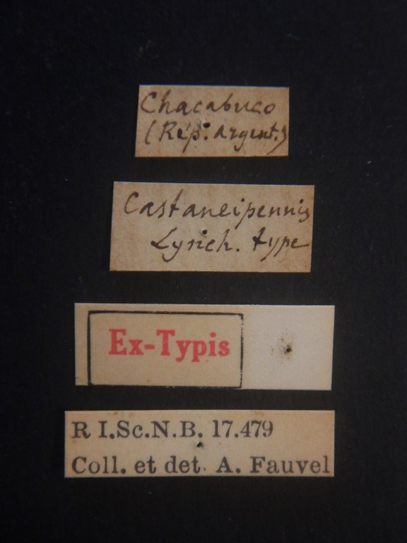 Nausicotus castaneipennis ext Labels.JPG