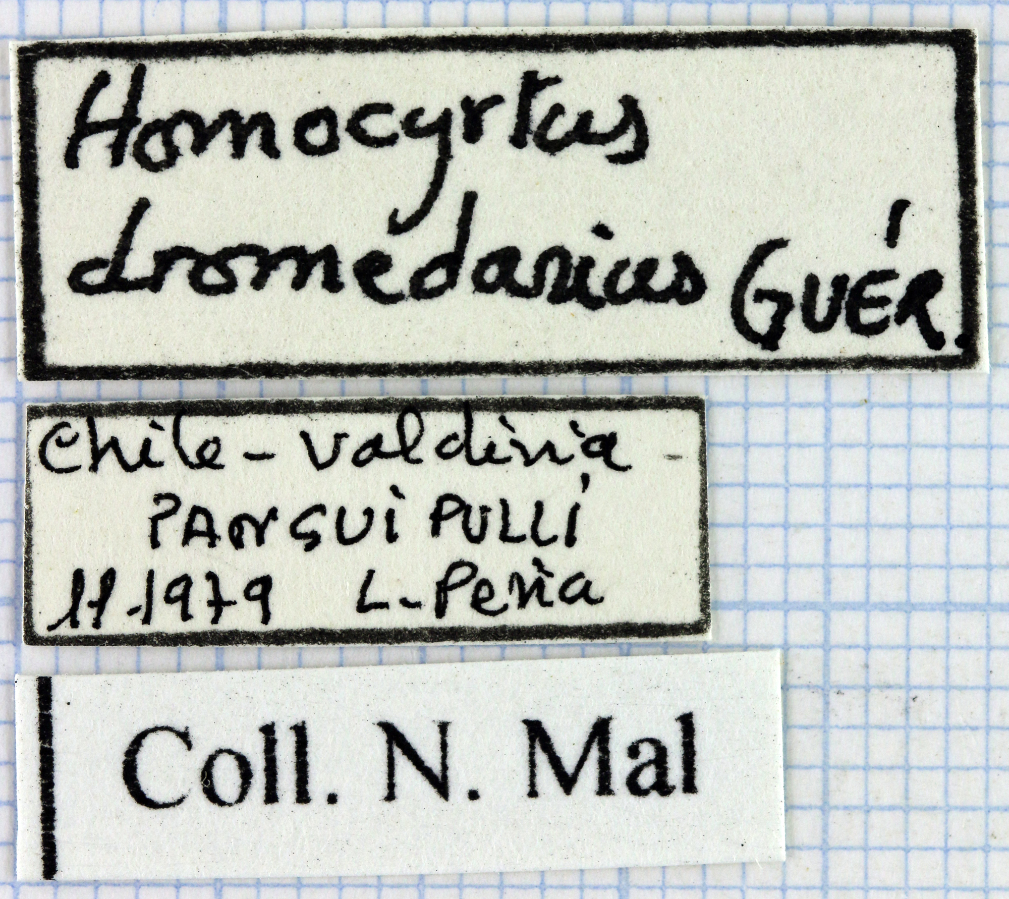 Homocyrtus dromedarius 35405.jpg