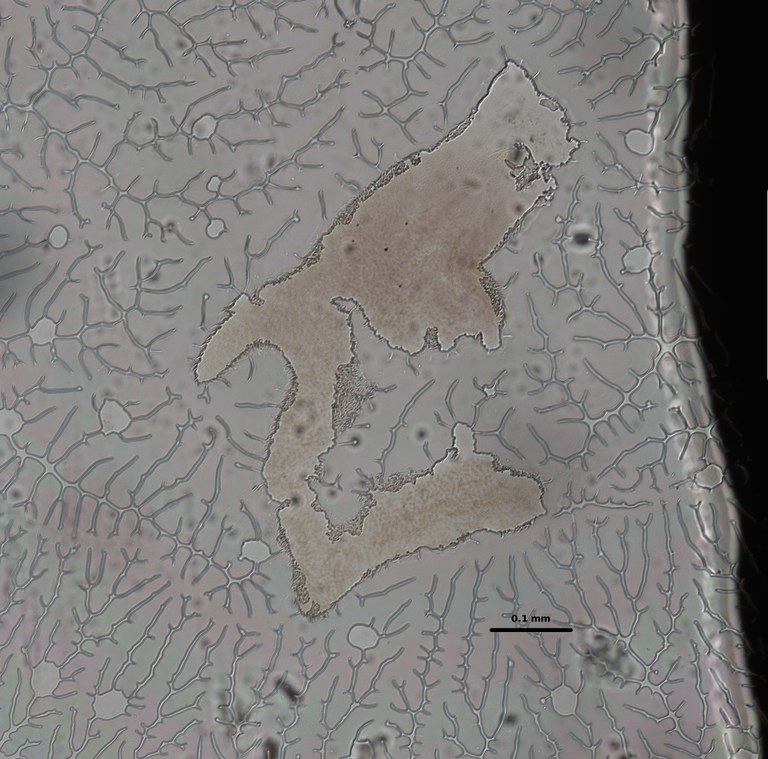 Ephemerythus (Tricomerella) straelenis6 body 9 20x.jpg