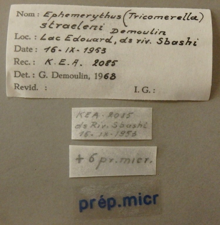 Ephemerythus (Tricomerella) straeleni ht Lb.jpg