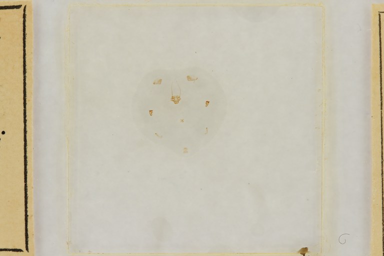 Ephemerythus (Tricomerella) straeleni s1 ht.JPG