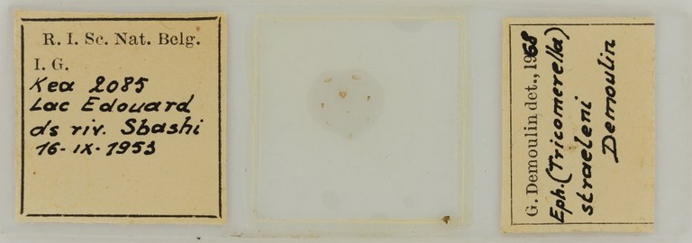 Ephemerythus (Tricomerella) straeleni s1G ht.JPG