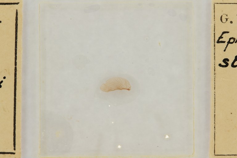 Ephemerythus (Tricomerella) straeleni s2 ht.JPG