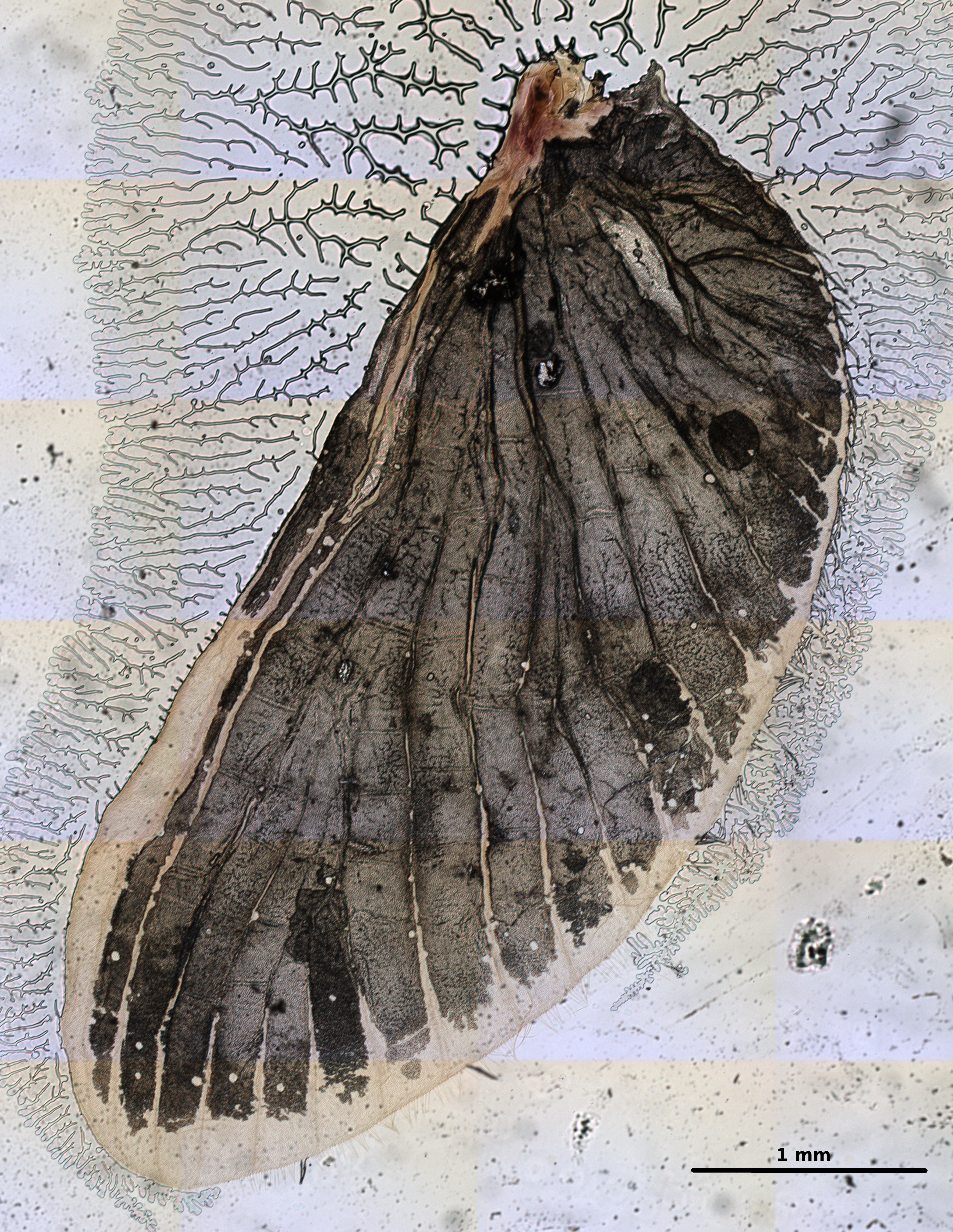 Ephemerythus (Tricomerella) straeleni s3 wing2 5x.JPG