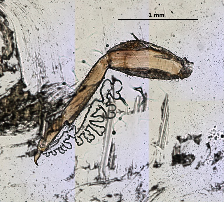 Ephemerythus (Tricomerella) straeleni s4 leg 1 5x.jpg