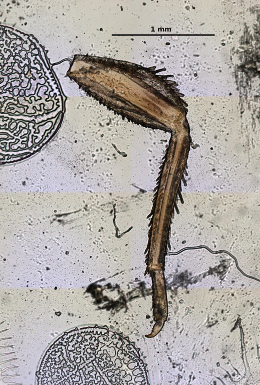 Ephemerythus (Tricomerella) straeleni s4 leg 4 5x.jpg