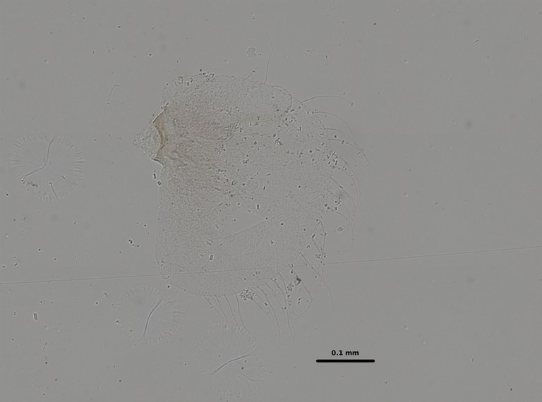Ephemerythus (Tricomerella) straeleni s5 gill 4 20x.jpg