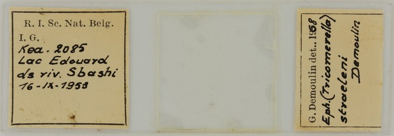Ephemerythus (Tricomerella) straeleni s5G ht.JPG
