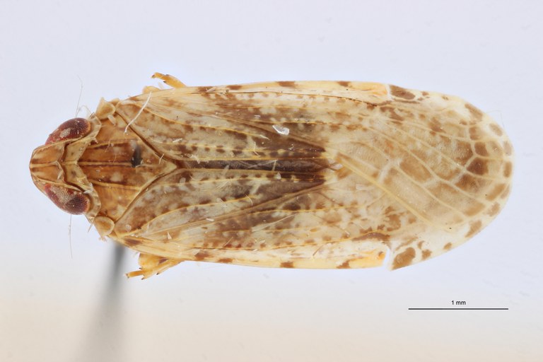 Cnidus morosus pt D ZS PMax Scaled.jpeg