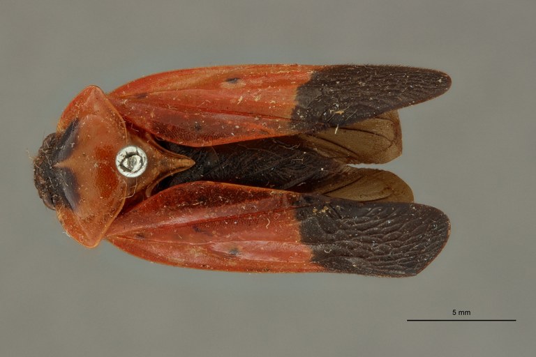 Leptataspis sanguinea bipunctata pt D.jpg