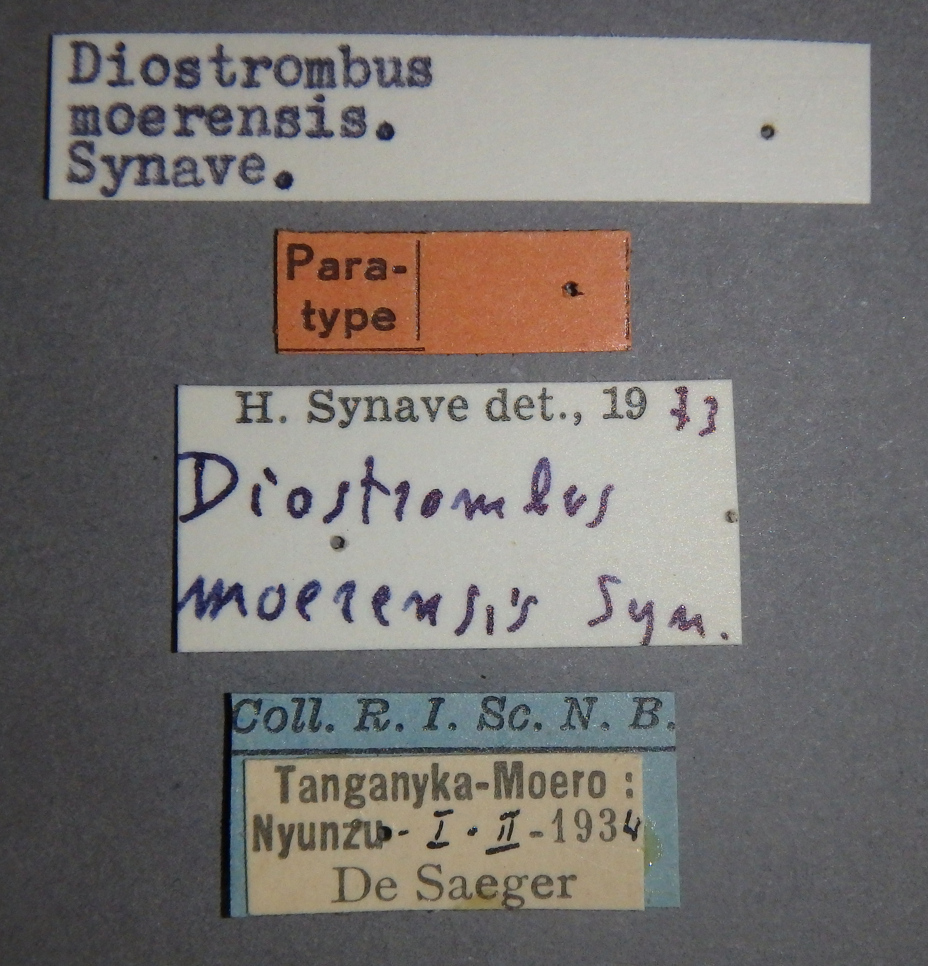 Diostrombus moerensis pt Lb.jpg