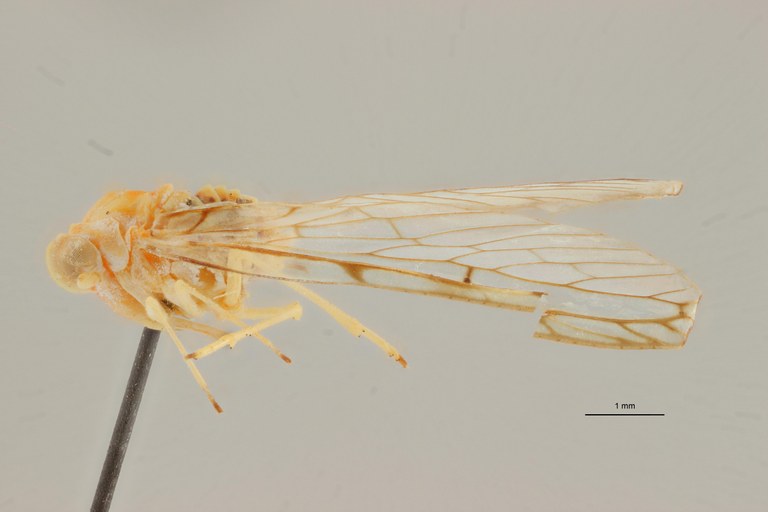 Lydda mayumbensis pt L ZS PMax Scaled.jpeg