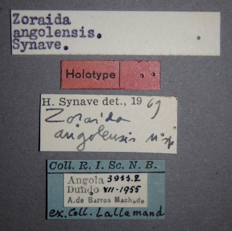 Zoraida (Zoraida) angolensis ht Lb.JPG