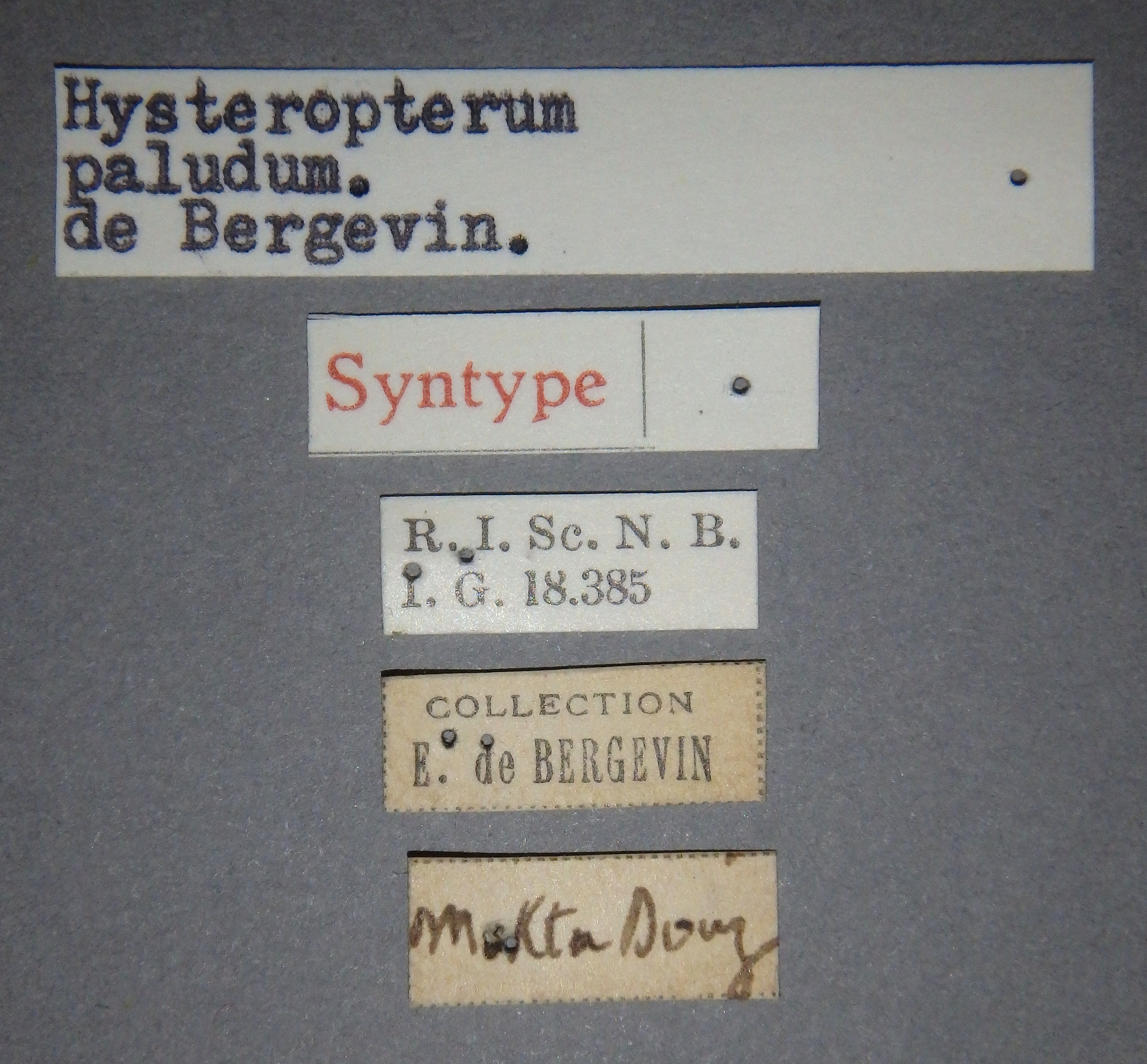 Hysteropterum paludum st Lb.jpg