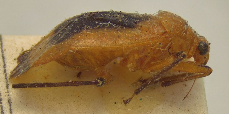 BE-RBINS-ENT Adneella amazonica Holotype Female Lateral Jerome Constant.jpg