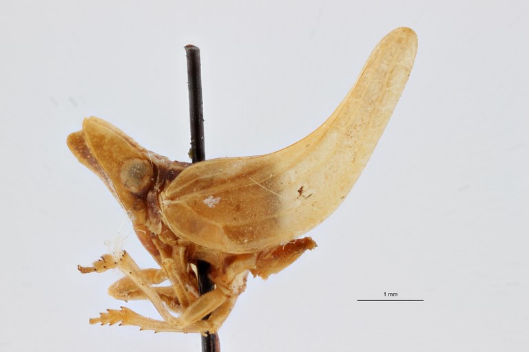 Bowesdorpia tricornis pt L ZS PMax Scaled.jpeg