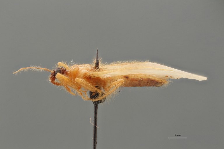 Reduvius gracilis pt L ZS PMax_1.jpg