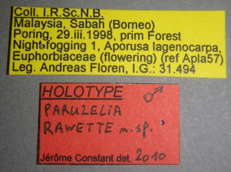 Paruzelia rawette ht Lb.jpg