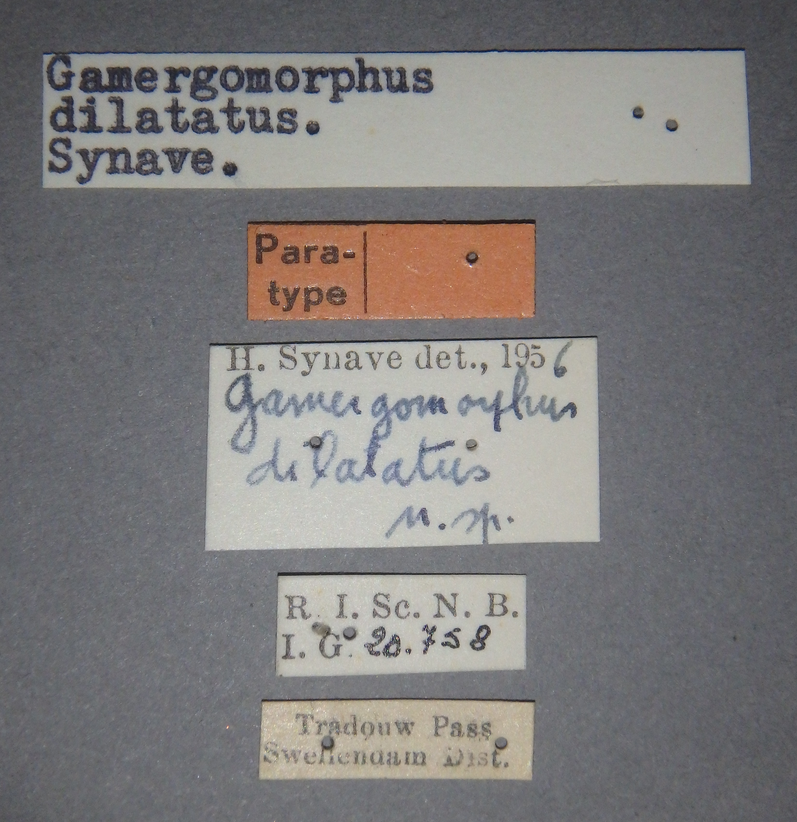 Gamergomorphus dilatatus pt Lb.jpg