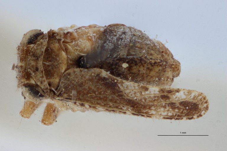 Gamergomorphus maculipennis pt D ZS PMax Scaled.jpeg