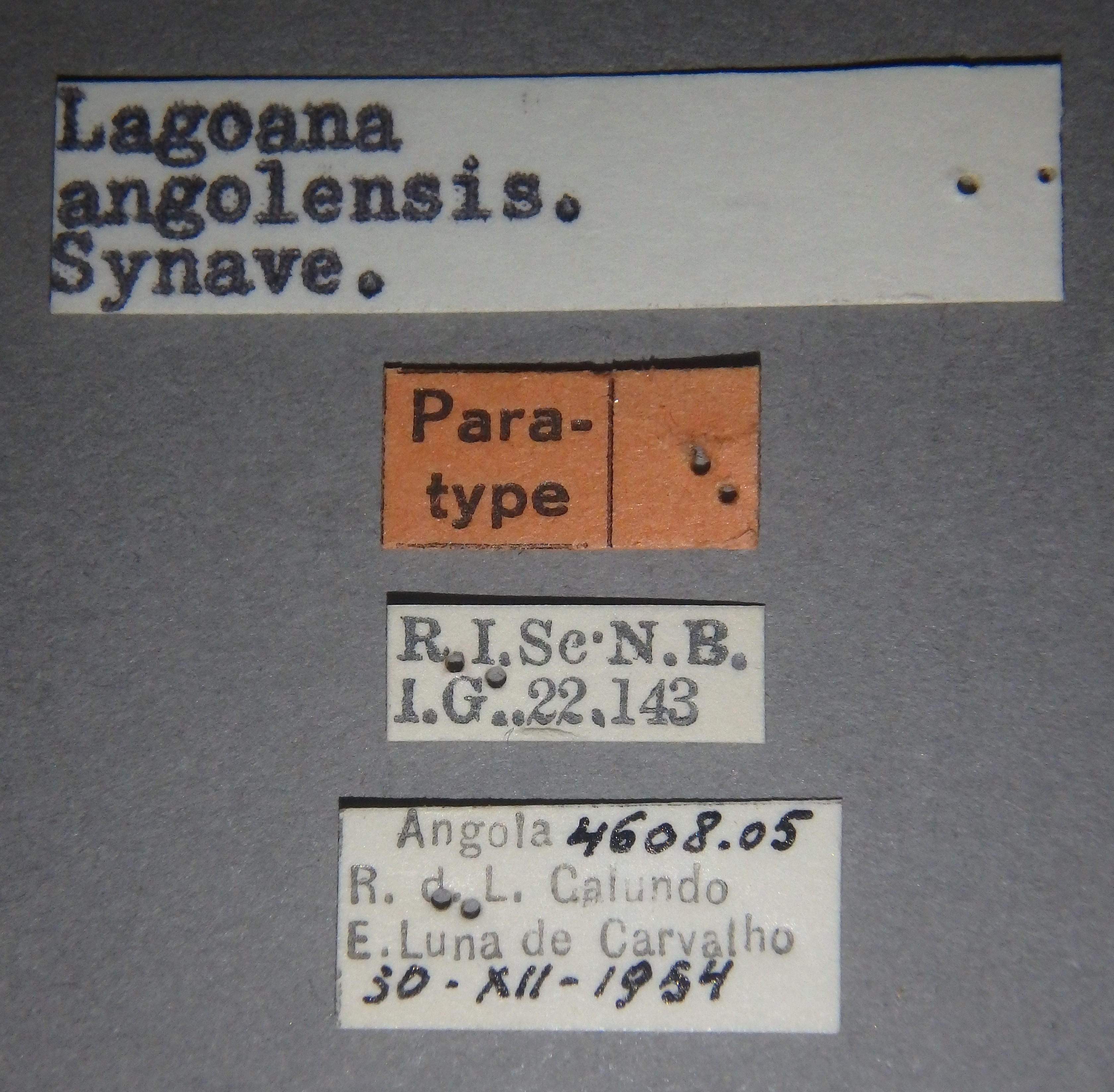 Lagoana angolensis pt Lb.jpg