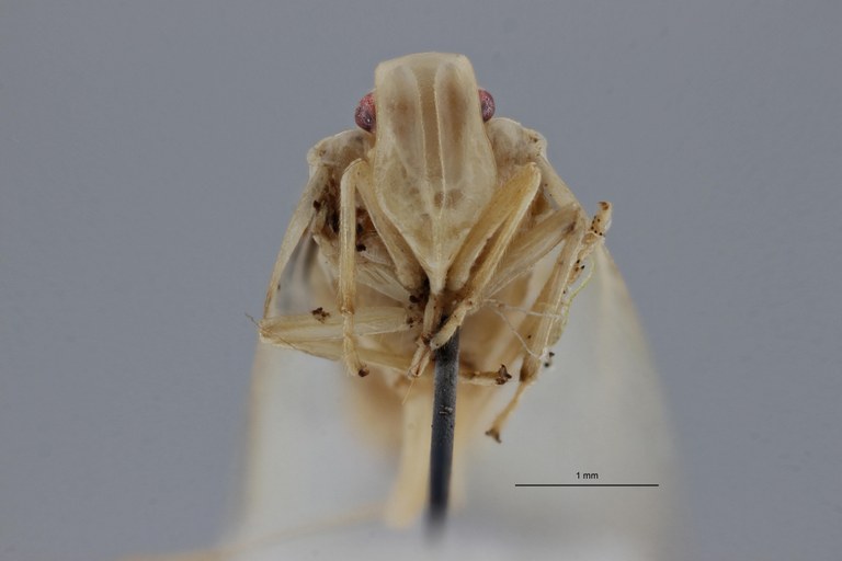 Tropiduchus pallidus pt F ZS PMax.jpg
