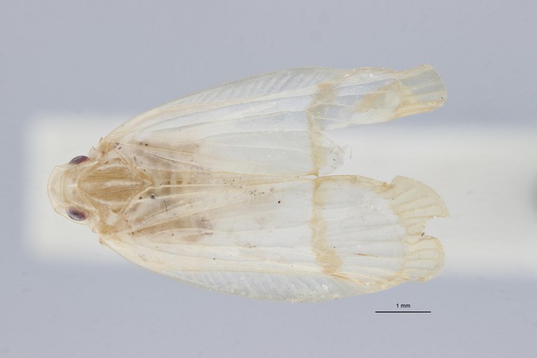 Tropiduchus silvicola pt D ZS PMax.jpg